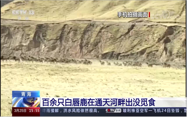 【新闻直播间】百余只白唇鹿在通天河畔出没觅食 【新闻直播间】百余只白唇鹿在通天河畔出没觅食