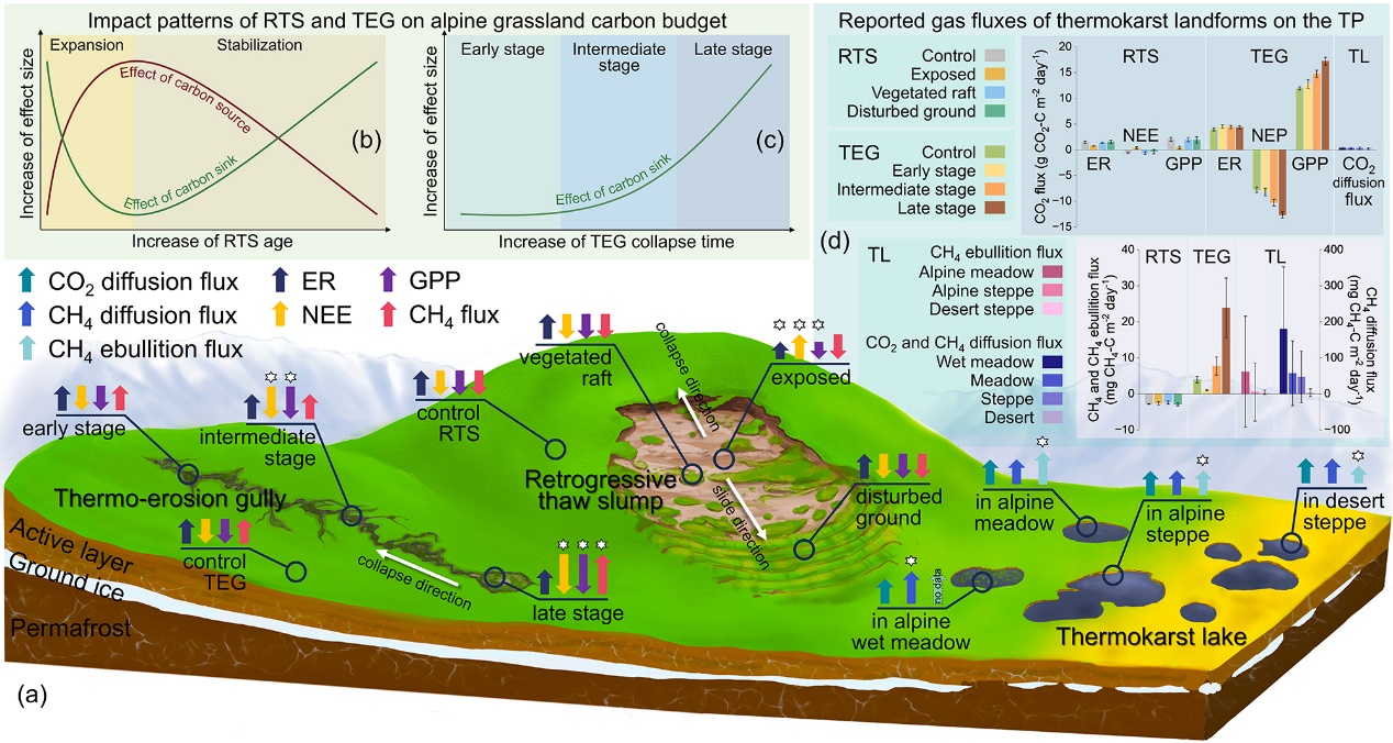 青藏高原热喀斯特地貌对高寒生态系统碳动态影响研究获新进展 青藏高原热喀斯特地貌对高寒生态系统碳动态影响研究获新进展